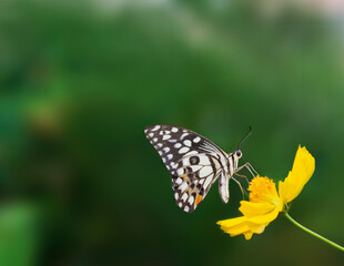 Beautiful patterned butterfly, spreading wings on a yellow flower, blurred background, close-up