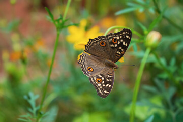Beautiful butterfly on a yellow flower, a background of grass and green leaves.