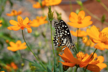 Beautiful butterfly on a yellow flower, a background of grass and green leaves.