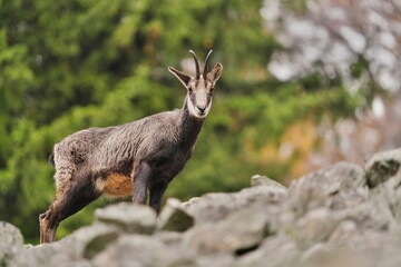 A beautiful chamois stands on the stone hill and looks at the camera. Rupicapra rupicapra.  Wildlife scene with a horn animal. 