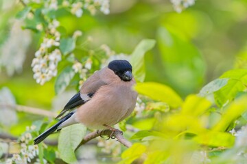 A female bluufinch sits on a flowering bush.  Closeup portrait of a bullfinch. Pyrrhula pyrrhula