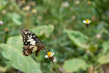 A beautiful butterfly sits on a flower in the grass. Background of grass and green leaves outdoors