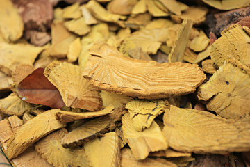 Dry wood is cut as the ultimate herb used for Thai ball massage or look prakob 