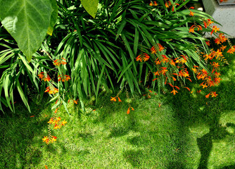 From mid-July for at least a month, tubular-bell-shaped, wide-open flowers of fiery red color with...