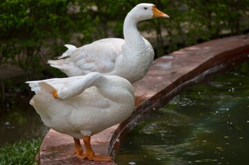 Obraz premium White Goods on the water lake