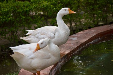 White Goods on the water lake
