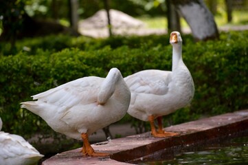White Goods on the water lake