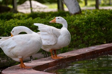 White Goods on the water lake