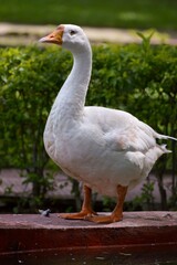 White Goods on the water lake