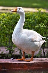 White Goods on the water lake