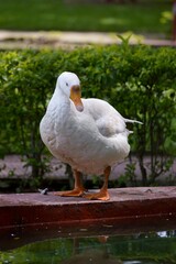 White Goods on the water lake