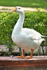 White Goods on the water lake