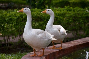 White Goods on the water lake