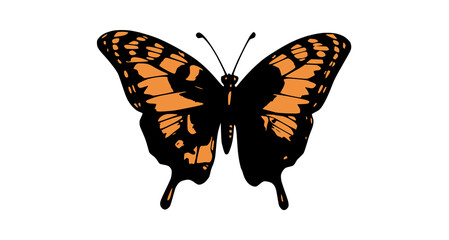 butterfly isolated on white