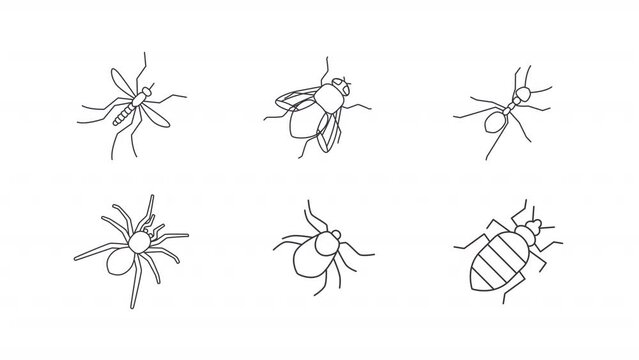Animated bugs icons. Roaches line animation library. Moving species, flying mosquitos. House parasites. Black illustrations on white background. HD video with alpha channel. Motion graphic