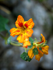 Fototapeta premium Tropaeolum majus garden nasturtium blossom close-up, golden yellow flowering annual herbaceous plant perfect for culinary use or herbal medicine, beautifully showcased in front of a blurred stone wall