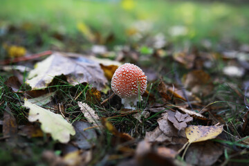Red Fly Agaric Mushroom in Autumnal Forest