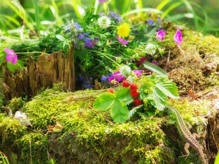 Old stump with lizard and wild strawberries 
