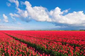 Tulips and sky with clouds as a background. Field. Blooming season. Nature. Colors as background and wallpaper. A field with tulips.