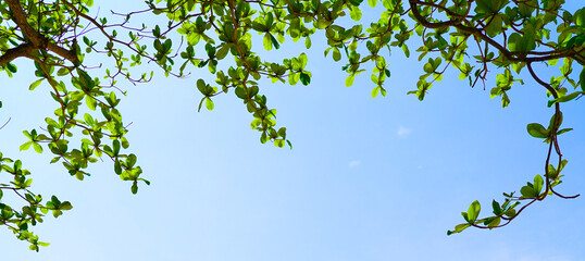 green leaves on blue sky background