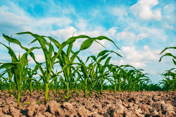 Low angle view of young maize crops in plantation field