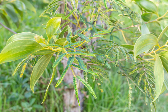 Acacia koa, koa, flowering tree in the family Fabaceae. Hawaii Volcanoes National Park. Acacia koa with phyllode between the branch and the compound leaves. 