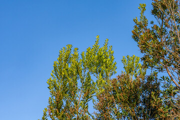 Myrica faya (firetree, faya or haya; syn. Morella faya (Ait.) Wilbur) is a species of Myrica, native to Macaronesia , Hawaii Volcanoes National Park.