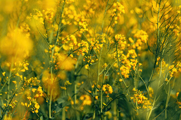 Oilseed rape crops in bloom swaying in warm spring wind