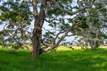 Acacia koa, koa,is a species of flowering tree in the family Fabaceae. It is endemic to the Hawaiian Islands, where it is the second most common tree. Volcano Golf Course, Hawaii island