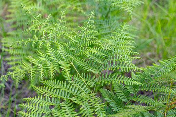 Pteridium aquilinum var. decompositum， Pteridium aquilinum, commonly called bracken, brake, pasture brake, common bracken, and also known as eagle fern,  Hawaii Volcanoes National Park.