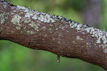 Lichen growing on sandalwood，Santalum paniculatum,  The native range of this species is Hawaiian Islands. It is a tree and grows primarily in the wet tropical biome.  Hawaii Volcanoes National Park
