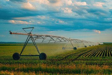 Soybean crop seedling field irrigation, agricultural sprinklers watering plants on plantation in...