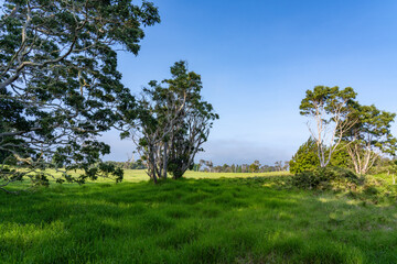 Acacia koa, koa,is a species of flowering tree in the family Fabaceae. It is endemic to the Hawaiian Islands, where it is the second most common tree. Volcano Golf Course, Hawaii island