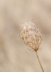 close up of dry flower in beige color only