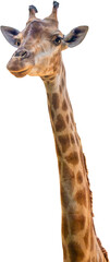 Giraffe long neck safari animal isolated on white background
