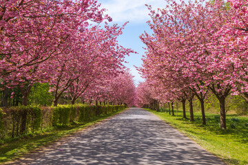 Naklejka premium Pink trees in spring along the road
