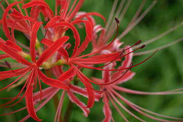 red and white flower