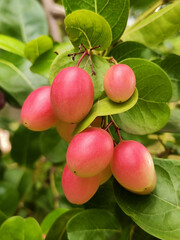 Ripe red carissa carandas with green leaves. nature food