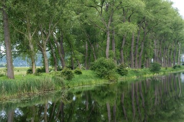 Avenue of trees along a canal
