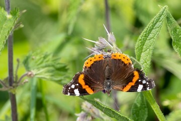 beautiful butterfly upside down on a plant