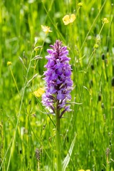 flowering orchid Dactylorhiza majalis in the meadow