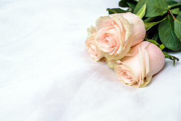 The branch of pink roses on white fabric background
