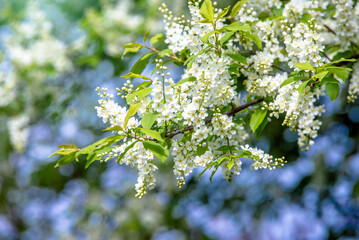 Bird cherry branches in the garden in spring
