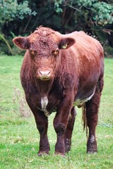 Fototapeta premium New Zealand