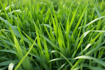 Obraz premium green grass in meadow 