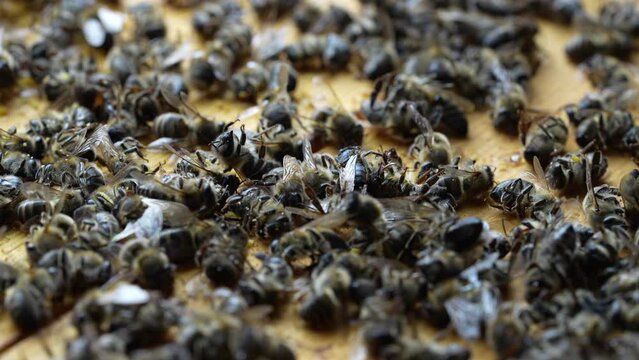 Many dead bees in the hive, close up. Colony collapse disorder. Starvation, pesticide exposure, pests and disease