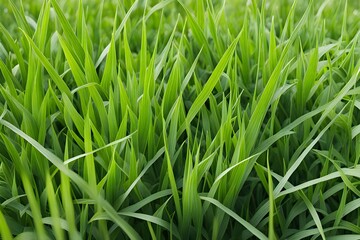 Obraz premium green grass in meadow 