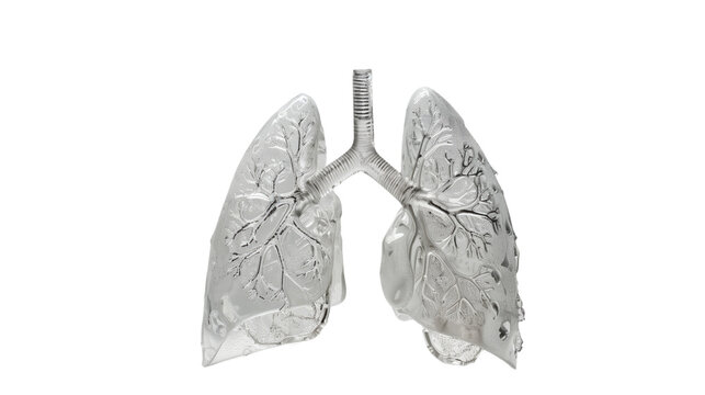 recommend clip art: Lungs on white isolated transparent background