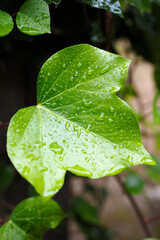 gouttes d'eau sur une feuille