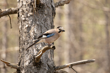 jay, bird, nature, woodpecker, wildlife, animal, tree, branch, wild, beak, great, feather, spotted, white, black, avian, dendrocopos major, forest, birds, blue, kookaburra, fauna, perched, kingfisher,